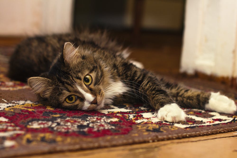kočka koberec